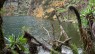 Rwenzori Mountains Climbing